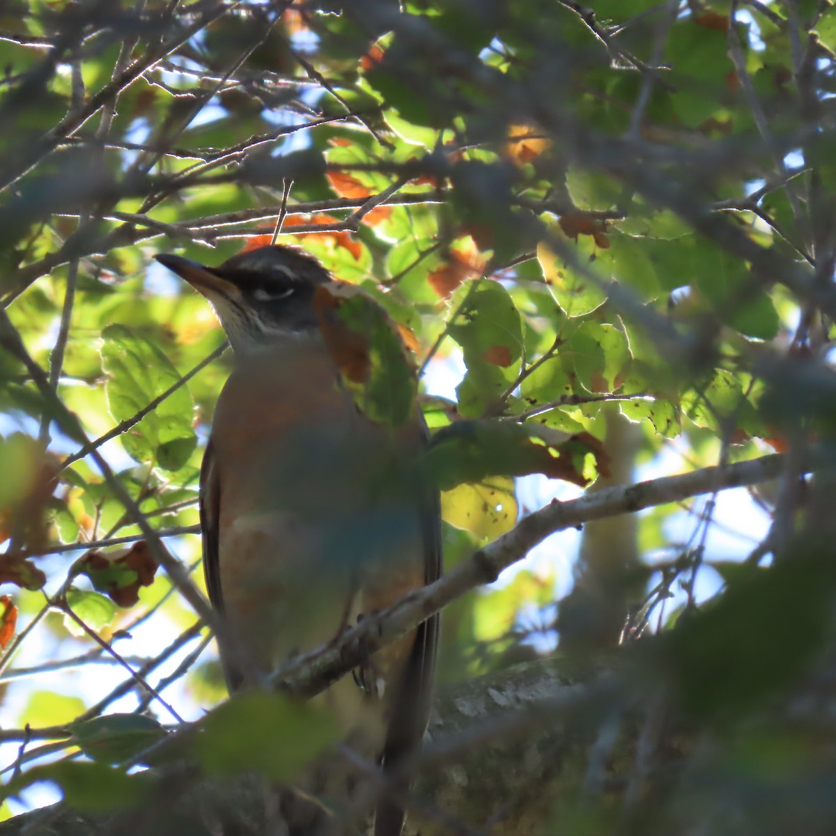 drozd stěhovavý - ML647328668