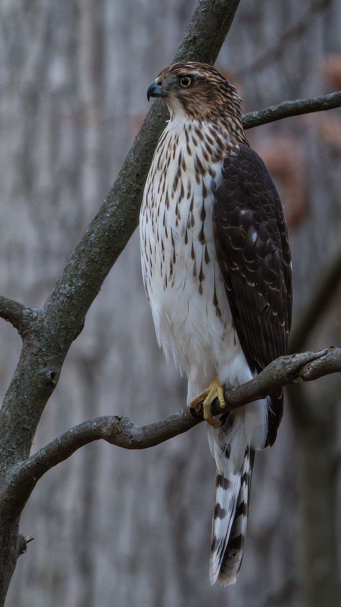 Cooper's Hawk - ML647328672