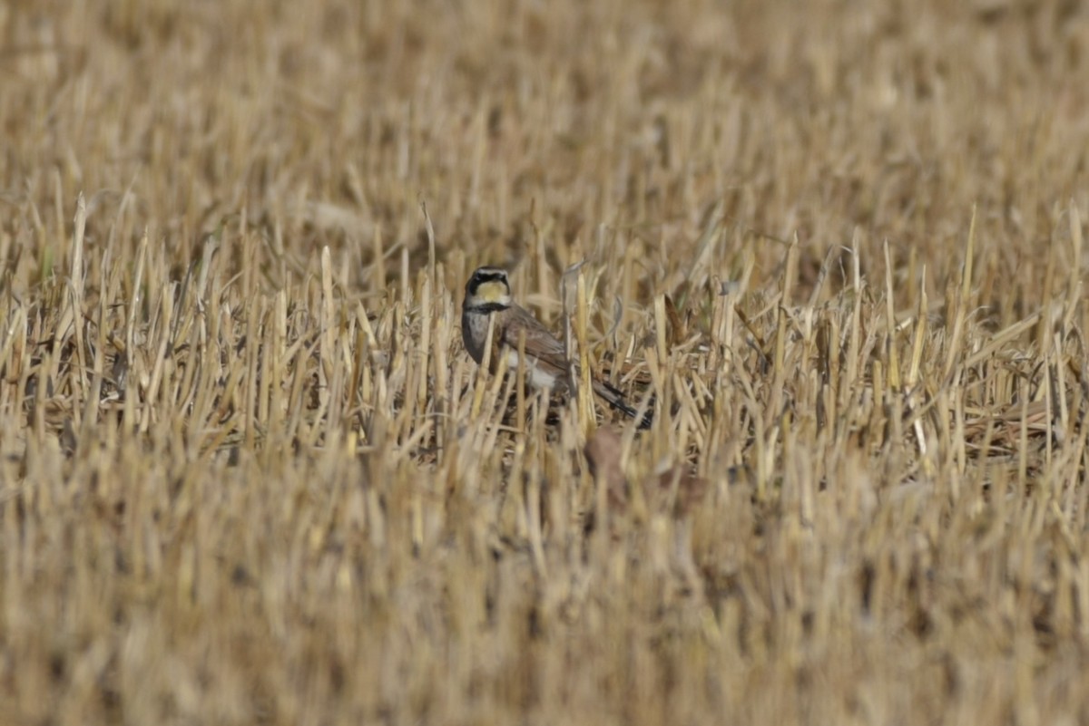 Alondra Cornuda - ML647328685