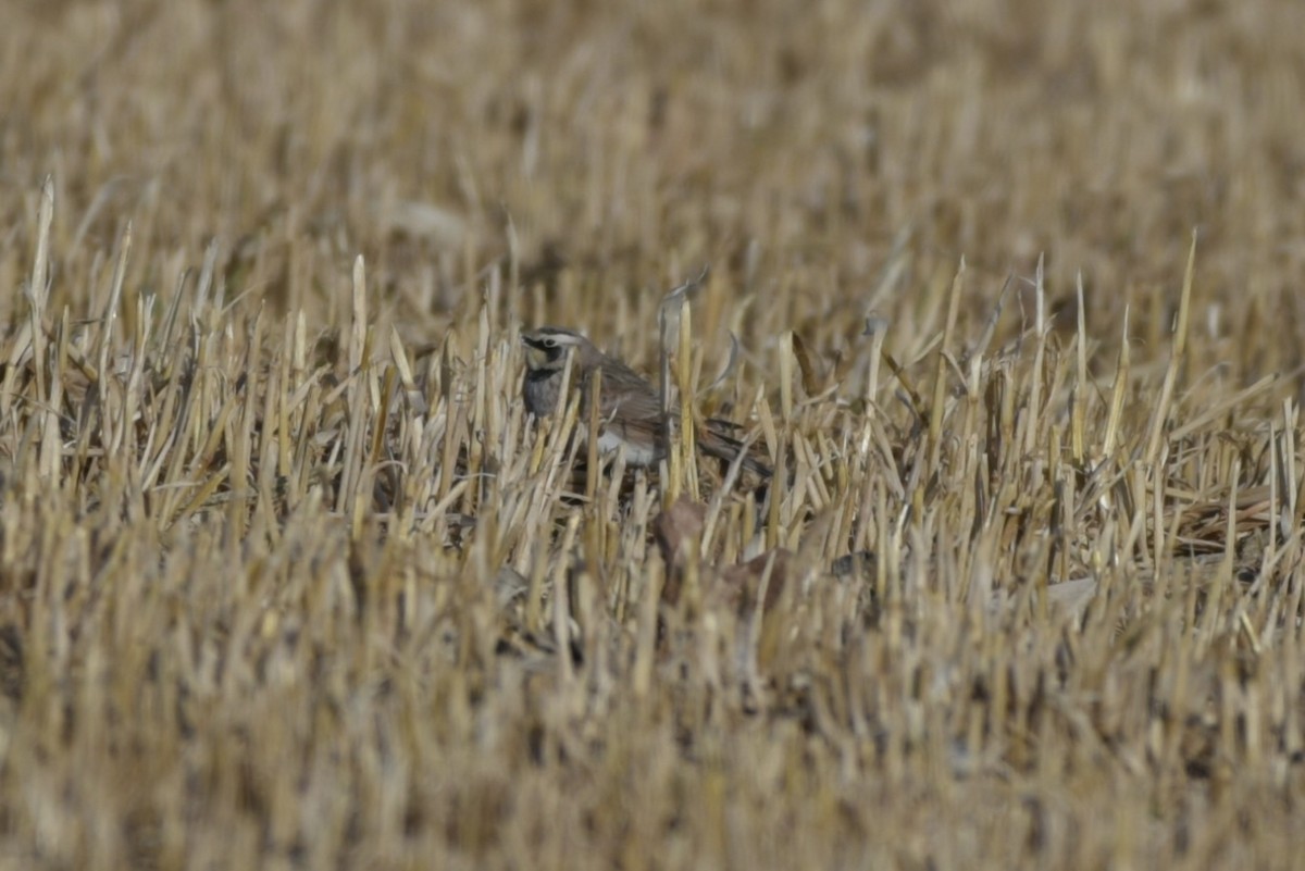 Alondra Cornuda - ML647328686