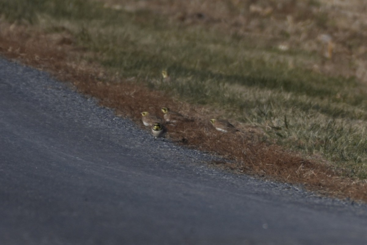 Alondra Cornuda - ML647328687