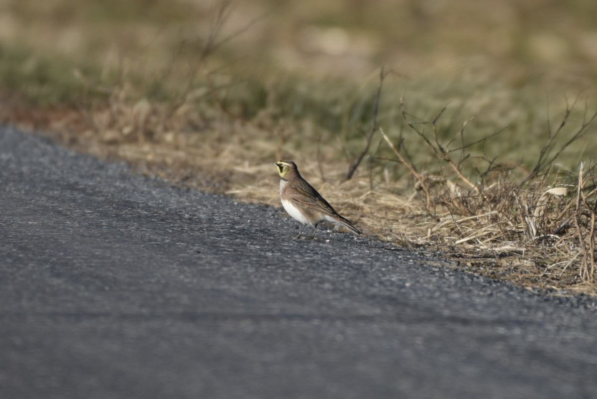 Alondra Cornuda - ML647328688