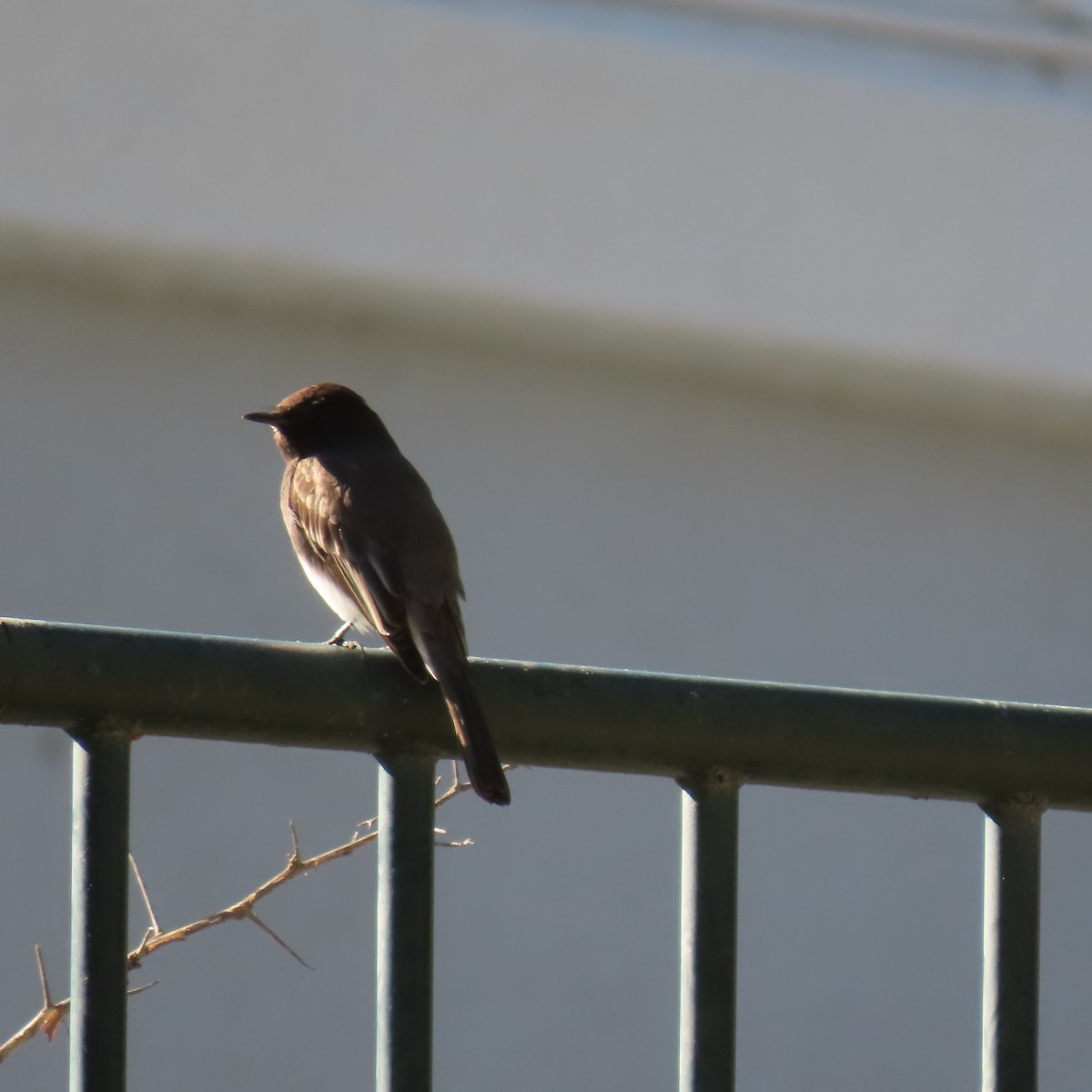 Black Phoebe - ML647328689