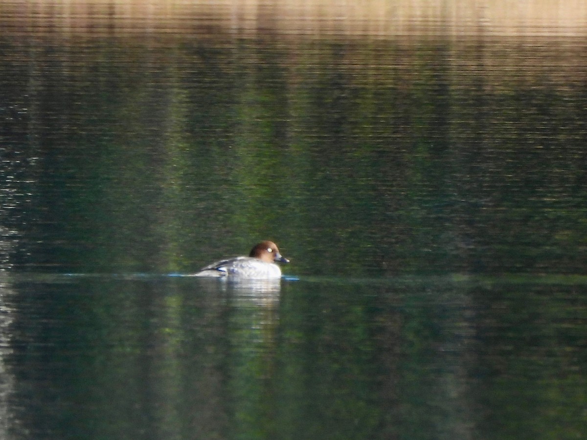 Schellente - ML647328694