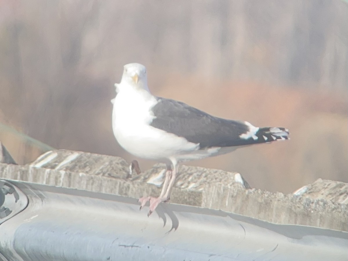 Great Black-backed Gull - ML647328716