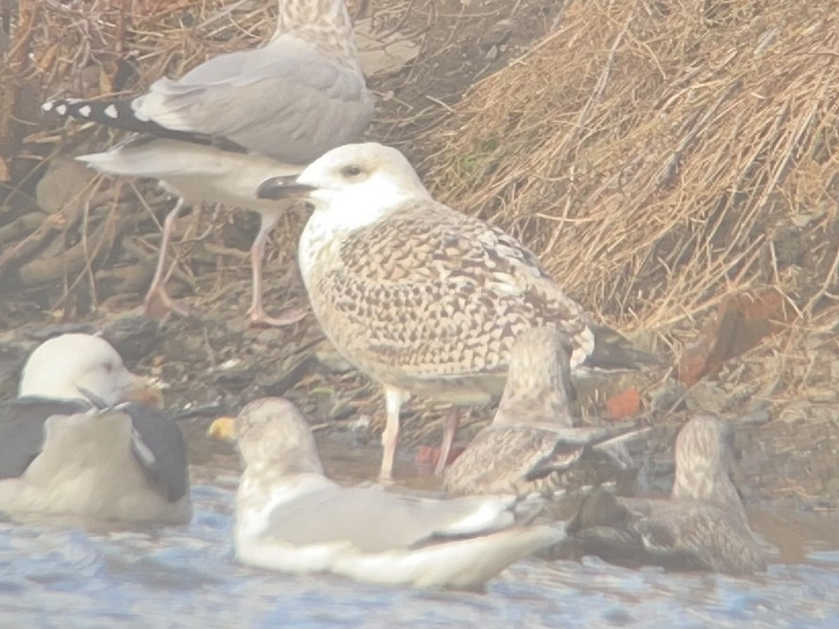 Great Black-backed Gull - ML647328717
