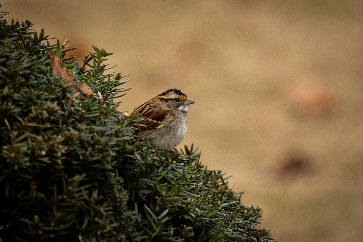 White-throated Sparrow - ML647328720