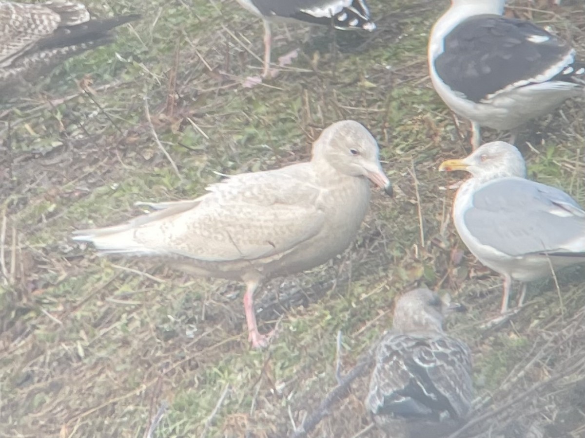 Glaucous Gull - ML647328732
