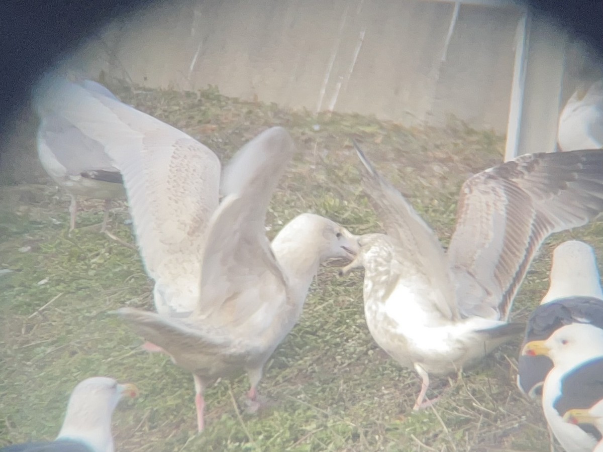 Glaucous Gull - ML647328733
