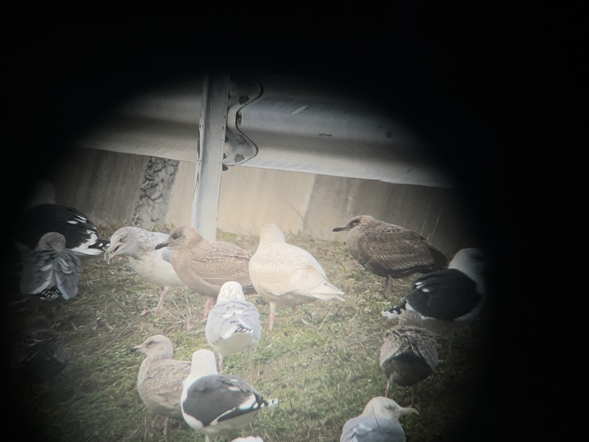 Glaucous Gull - ML647328734