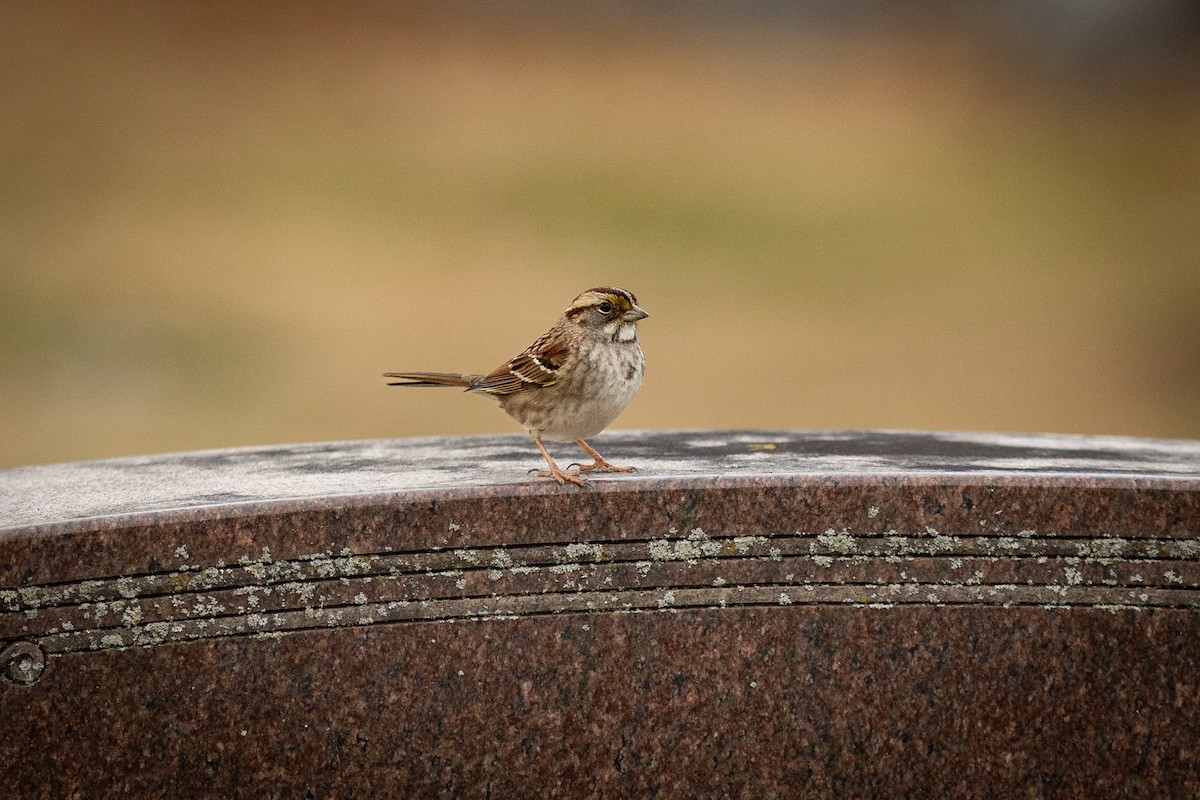 White-throated Sparrow - ML647328735