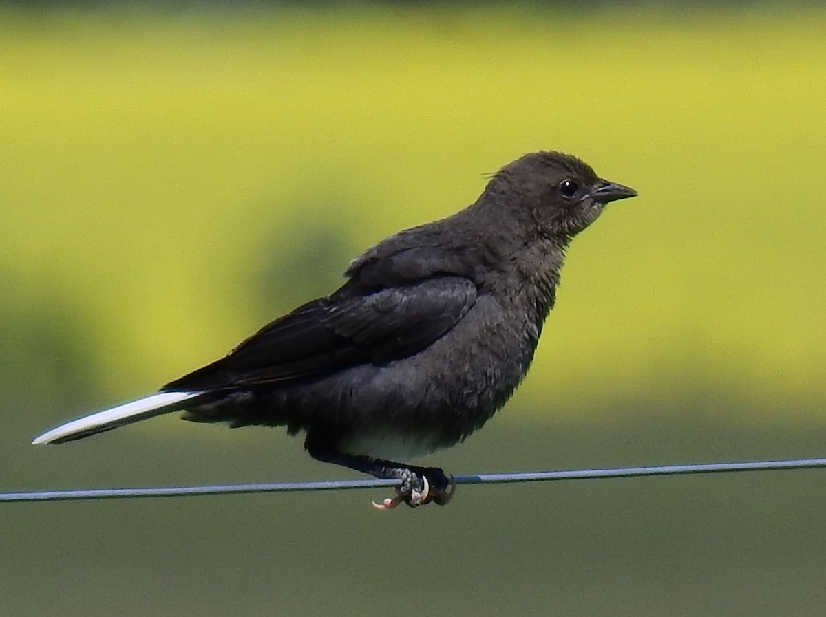 Brewer's Blackbird - ML647328736