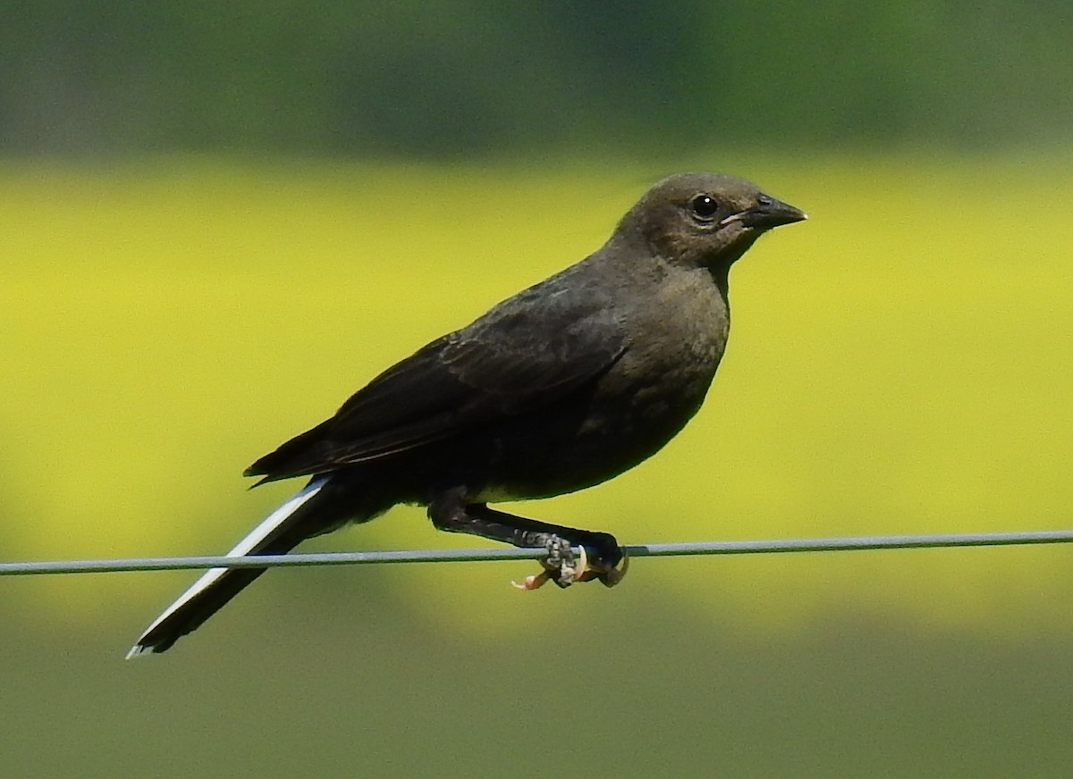 Brewer's Blackbird - ML647328737