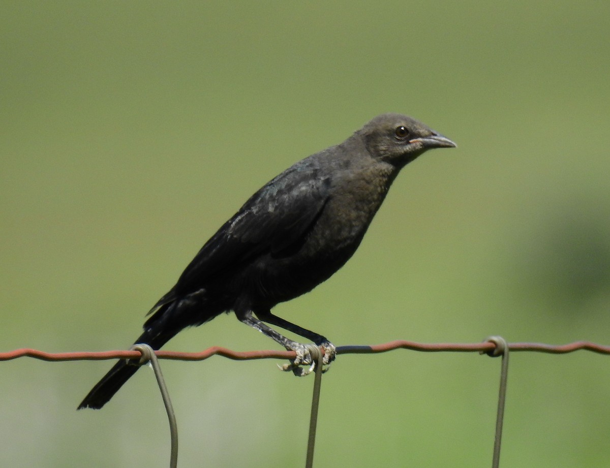 Brewer's Blackbird - ML647328738