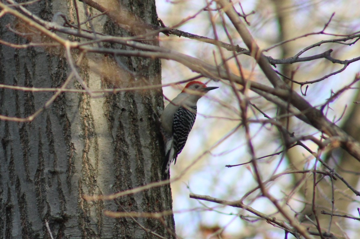 Red-bellied Woodpecker - ML647328742