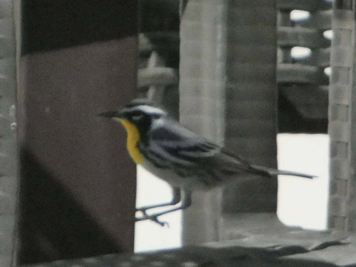 Yellow-throated Warbler - ML647328744