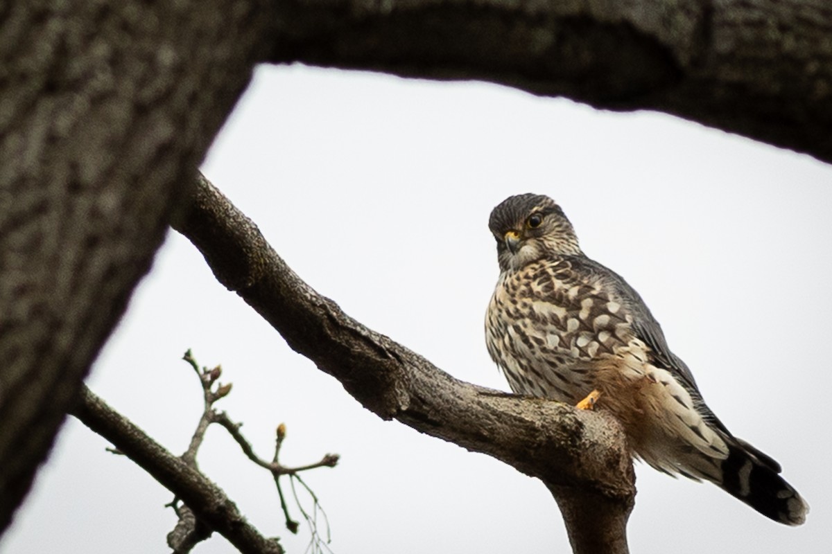 Merlin - ML647328751