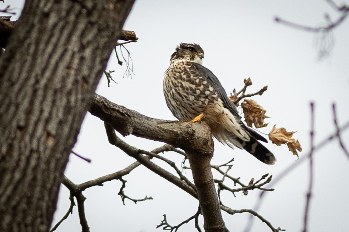 Merlin - ML647328766