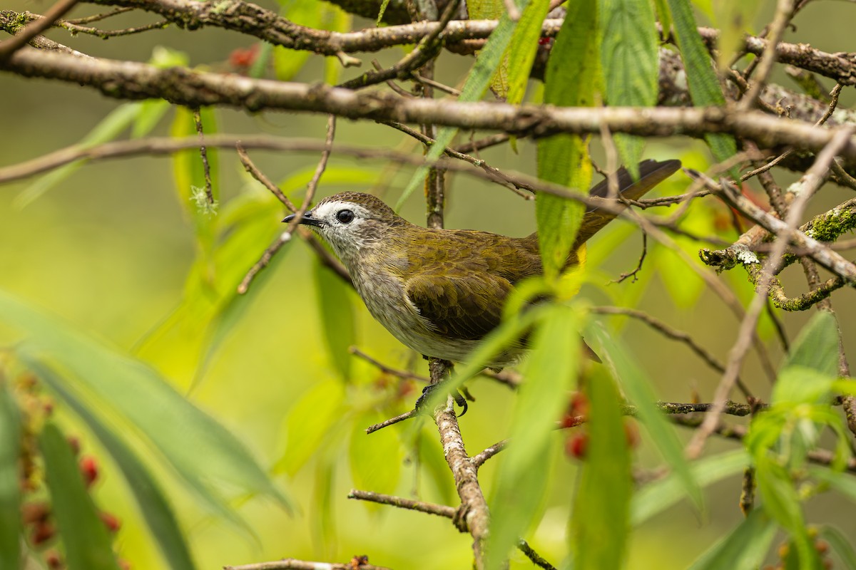 Pale-faced Bulbul - ML647328770