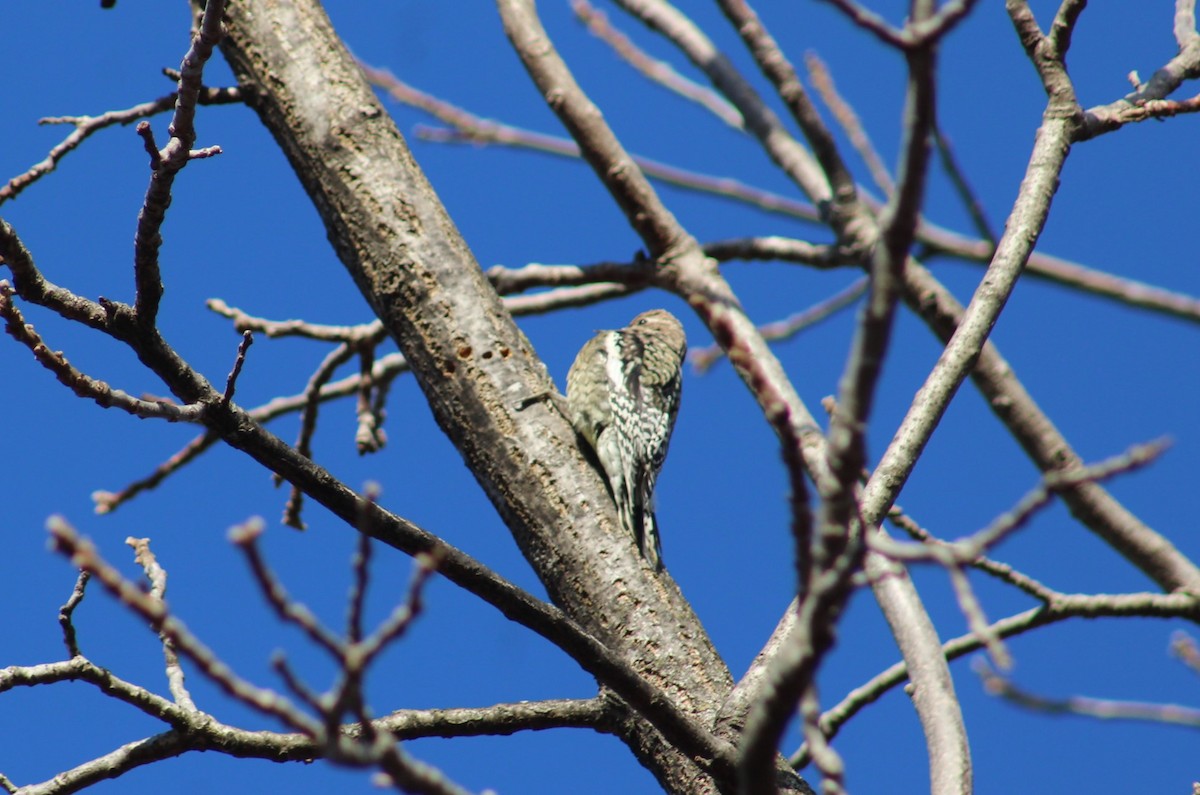 Yellow-bellied Sapsucker - ML647328775