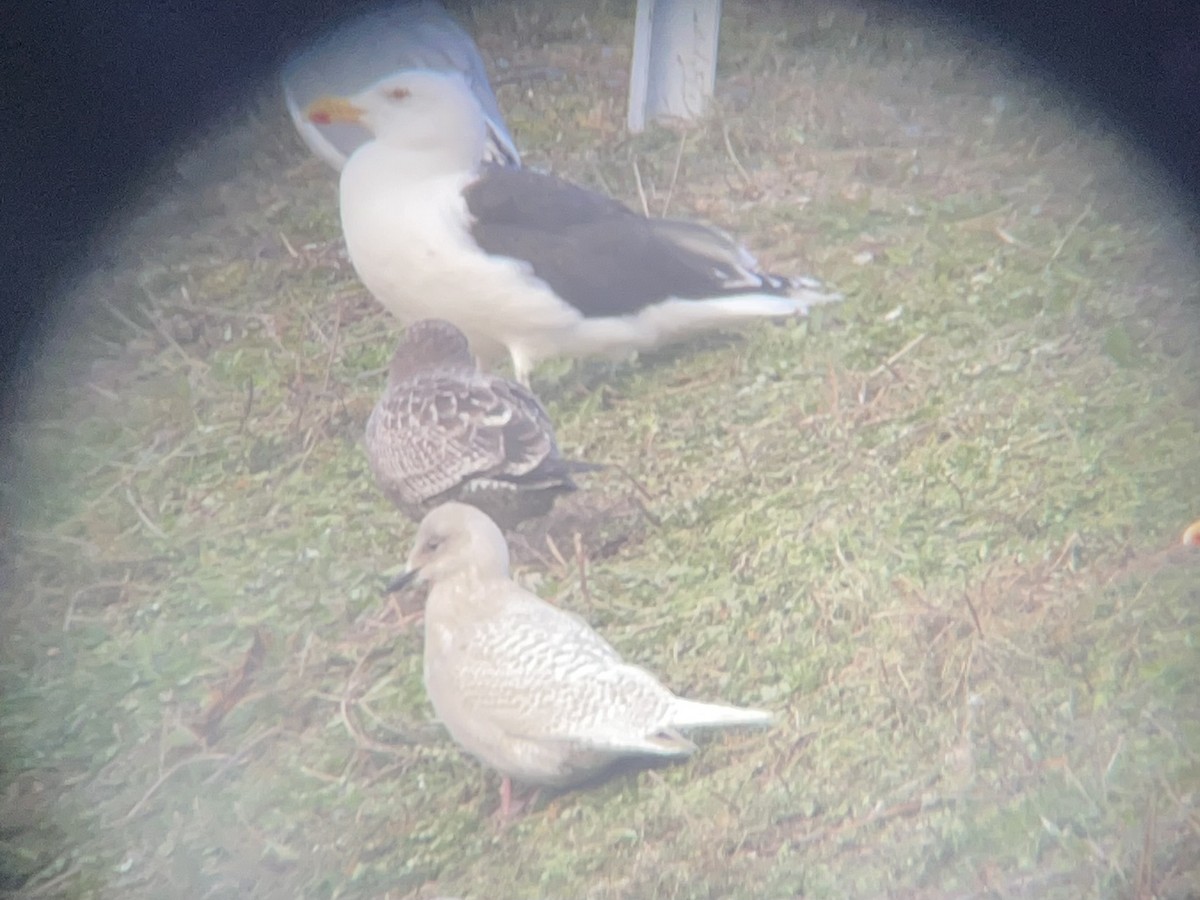Iceland Gull - ML647328796