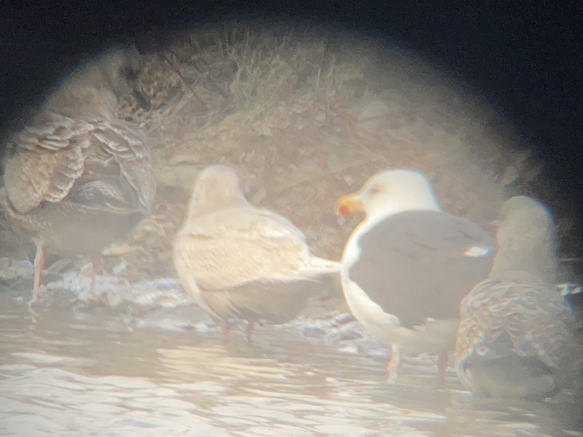 Iceland Gull - ML647328797