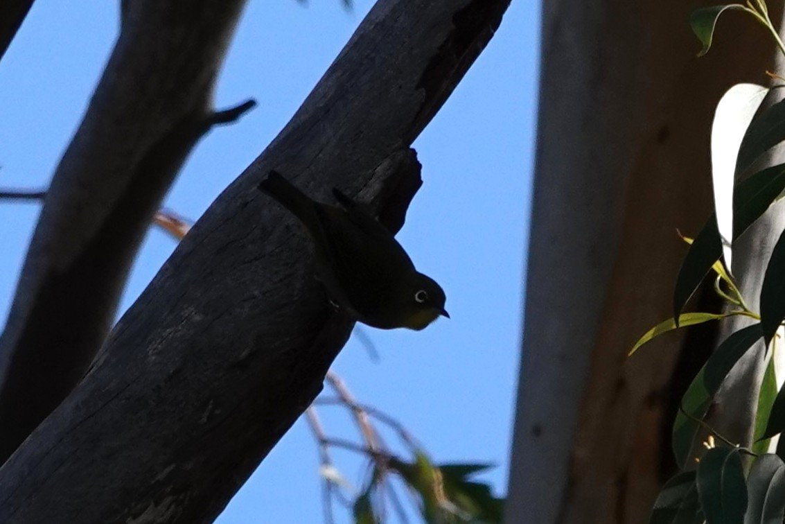 Warbling White-eye - ML647328822