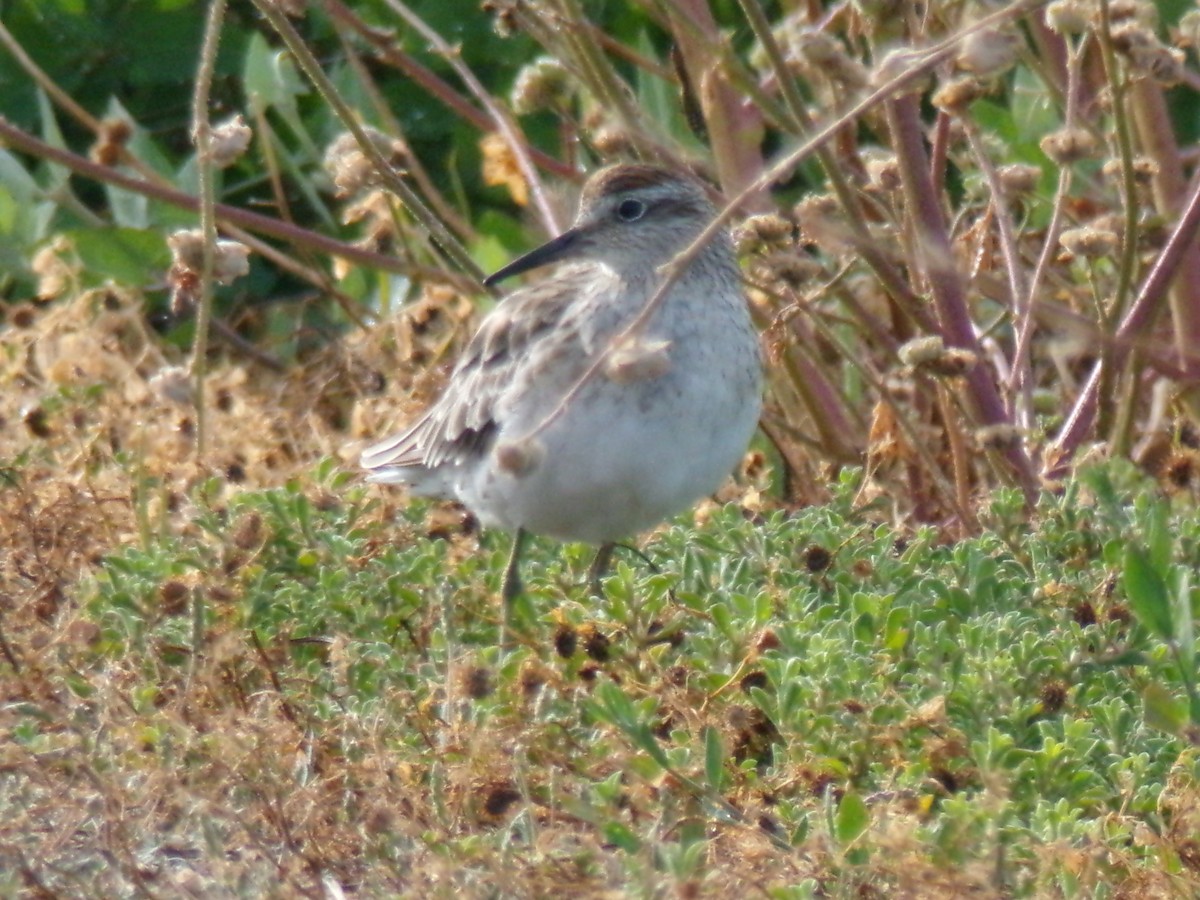Sharp-tailed Sandpiper - ML647328831