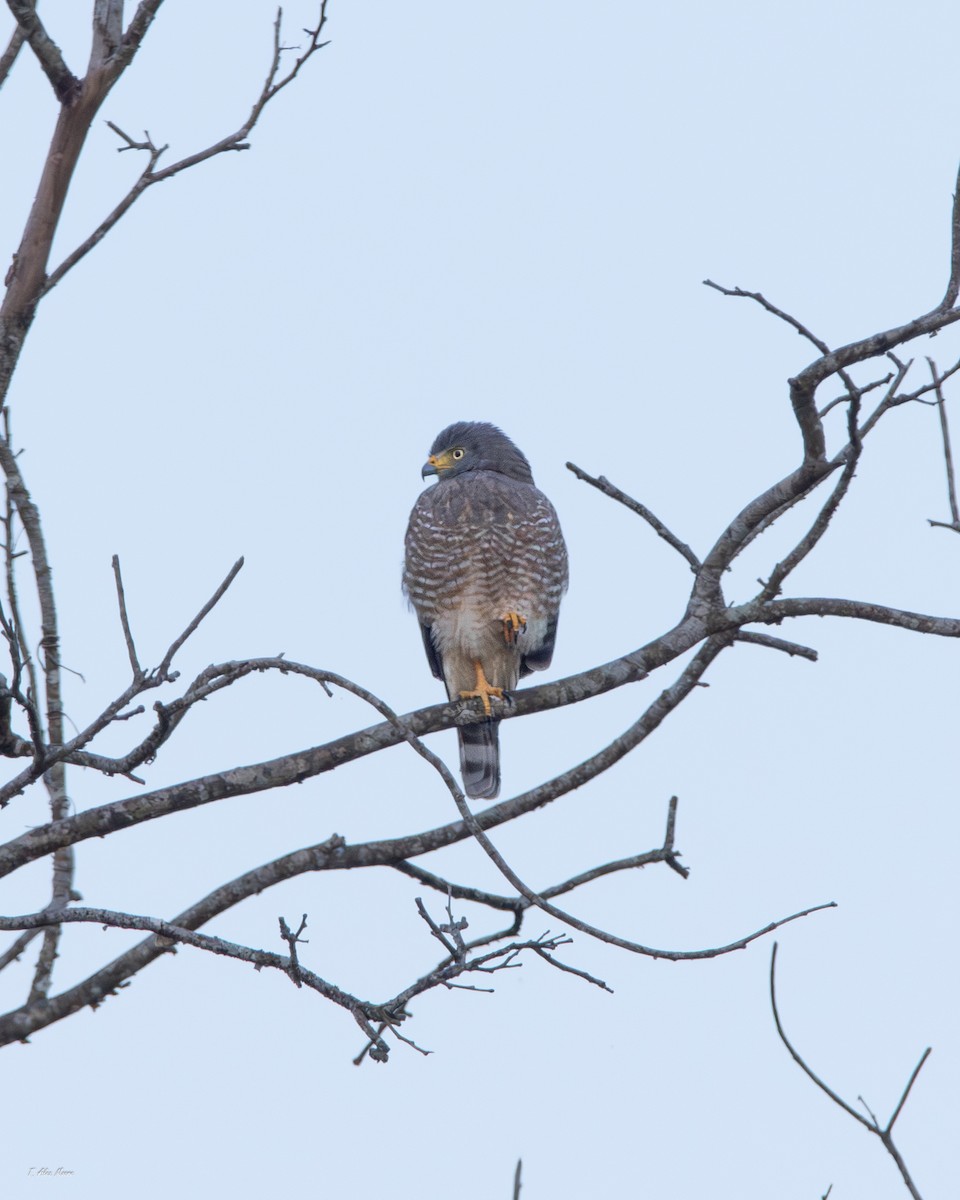 Roadside Hawk - ML647328840