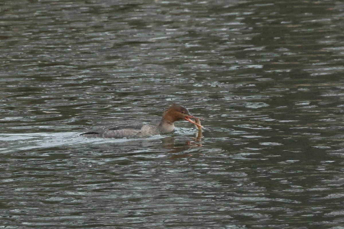 Tarakdiş - ML647328861