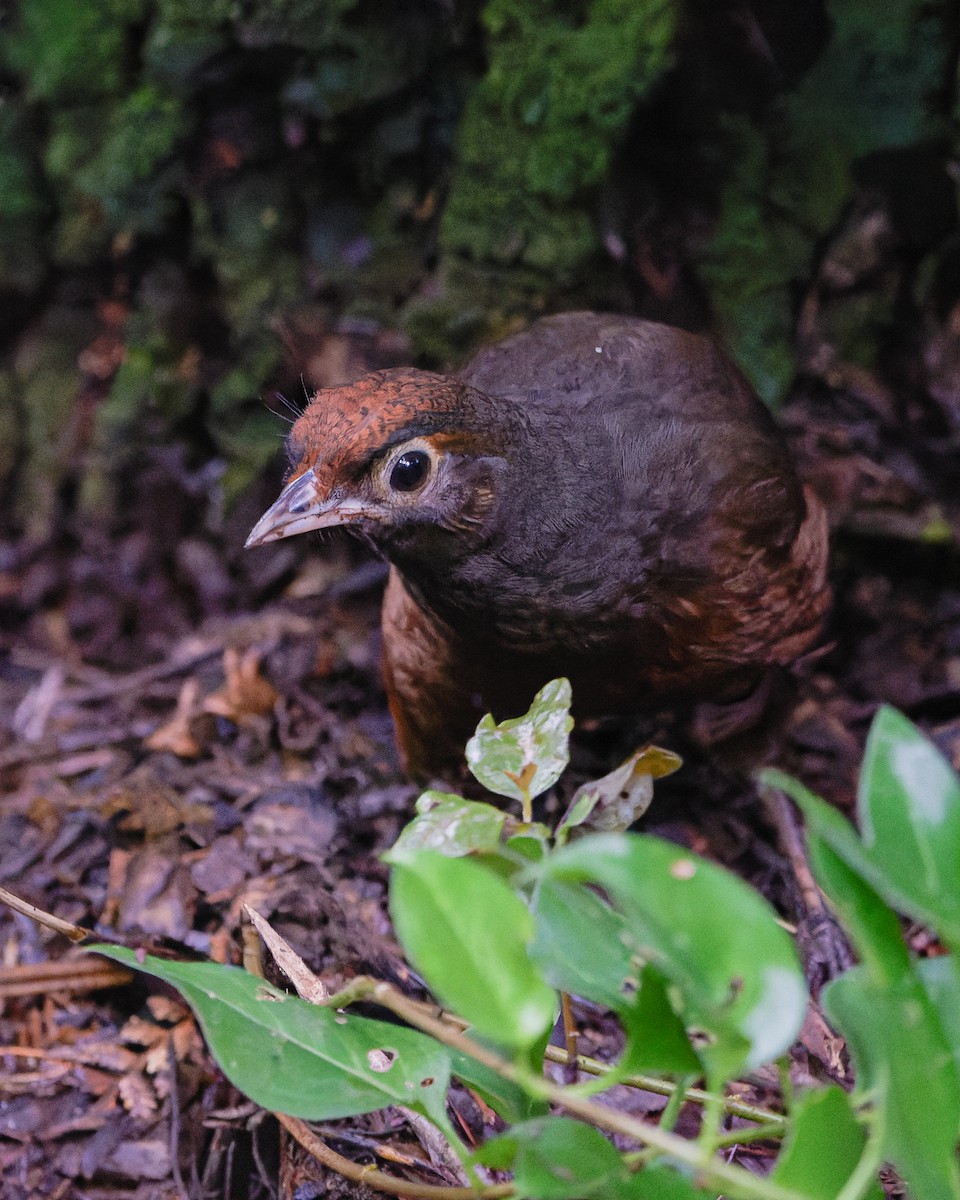 Huet-Huet Gorjinegro - ML647328871