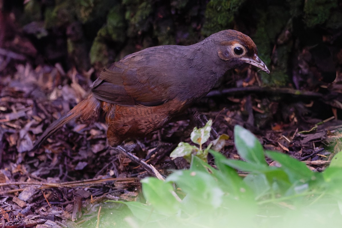 Huet-Huet Gorjinegro - ML647328872