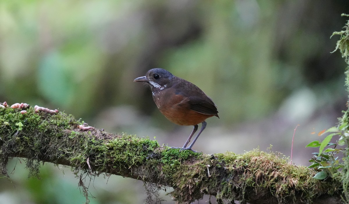 Moustached Antpitta - ML647328882