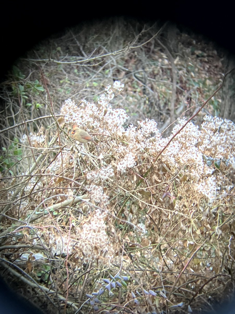 Красный кардинал [группа cardinalis] - ML647328884