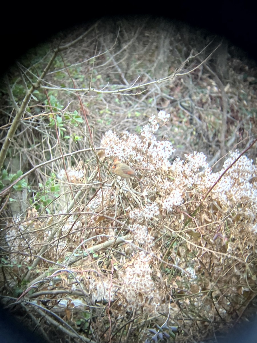 Красный кардинал [группа cardinalis] - ML647328886