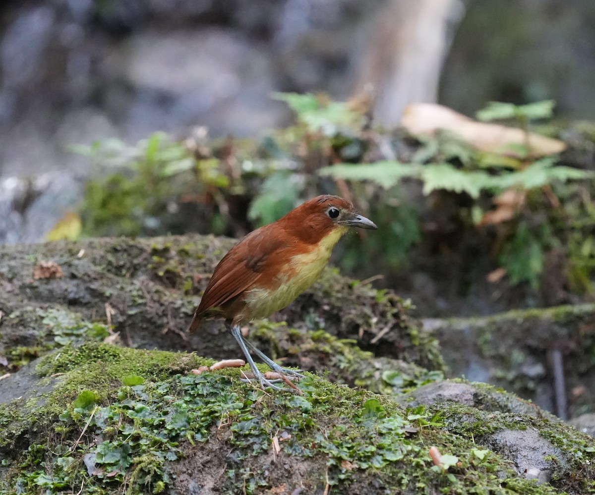 Yellow-breasted Antpitta - ML647328890