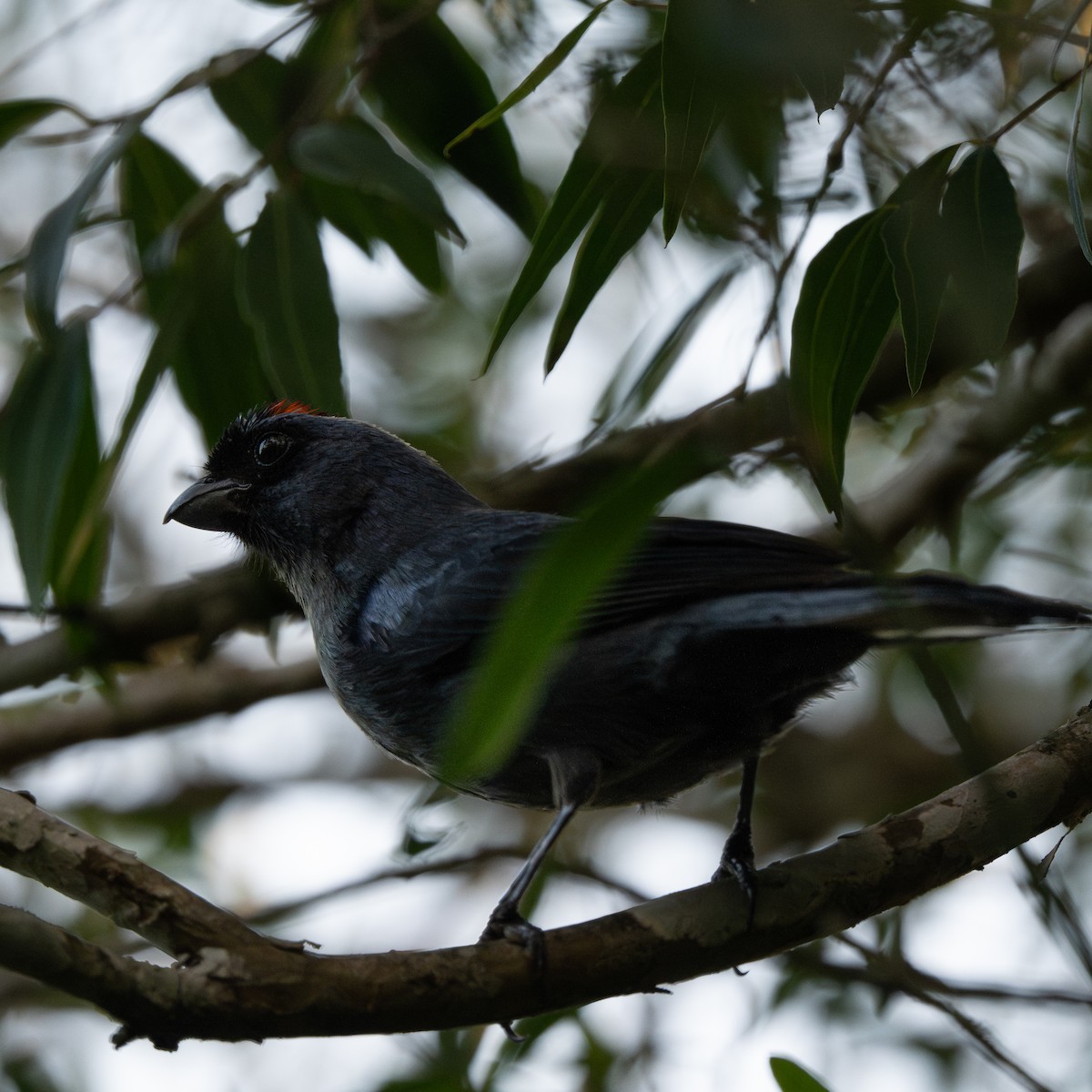 Diademed Tanager - ML647328892