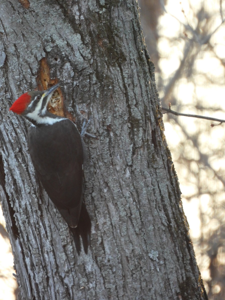 Picamaderos Norteamericano - ML647328894
