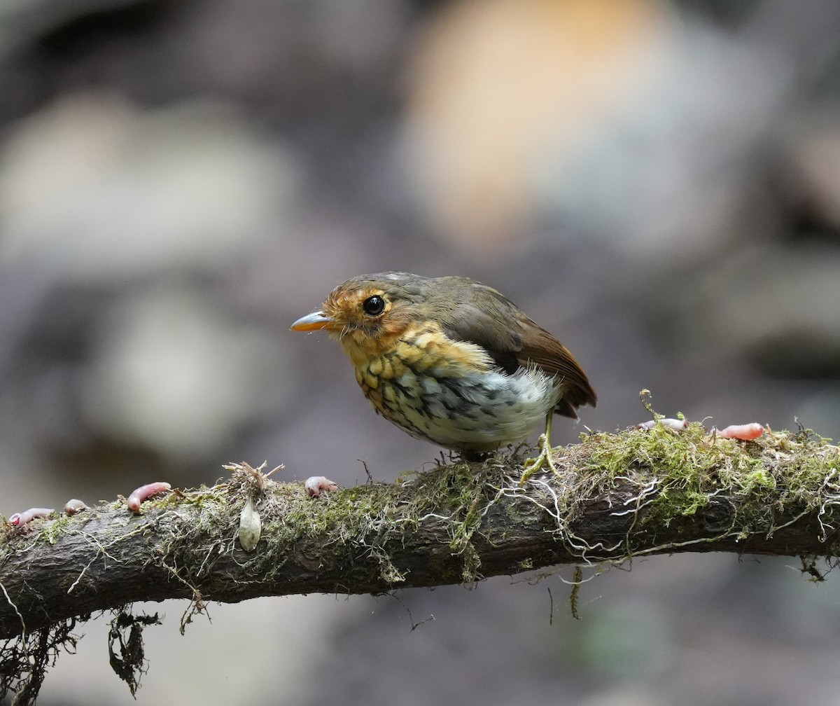 Ponchito Ocráceo - ML647328899