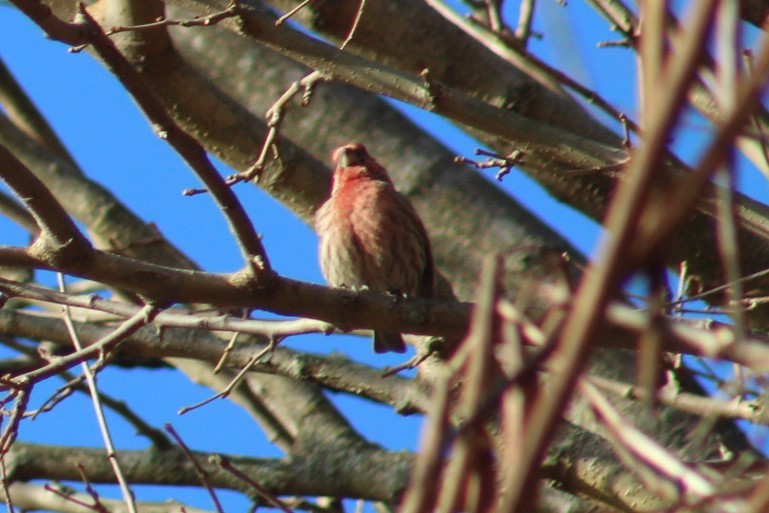 Camachuelo Mexicano - ML647328900