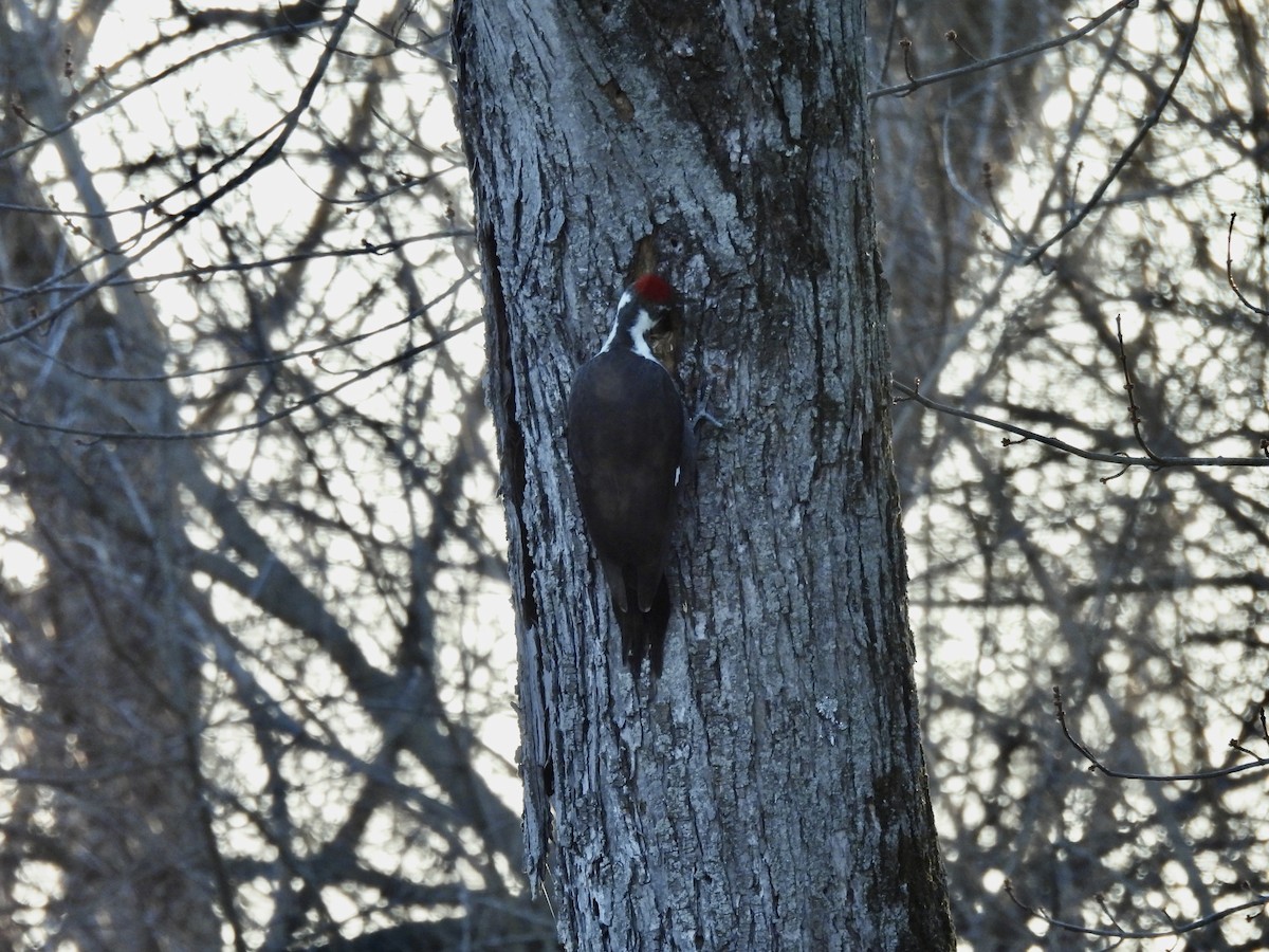 Picamaderos Norteamericano - ML647328901