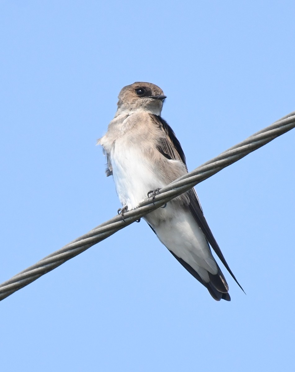 Golondrina Aserrada - ML647328902