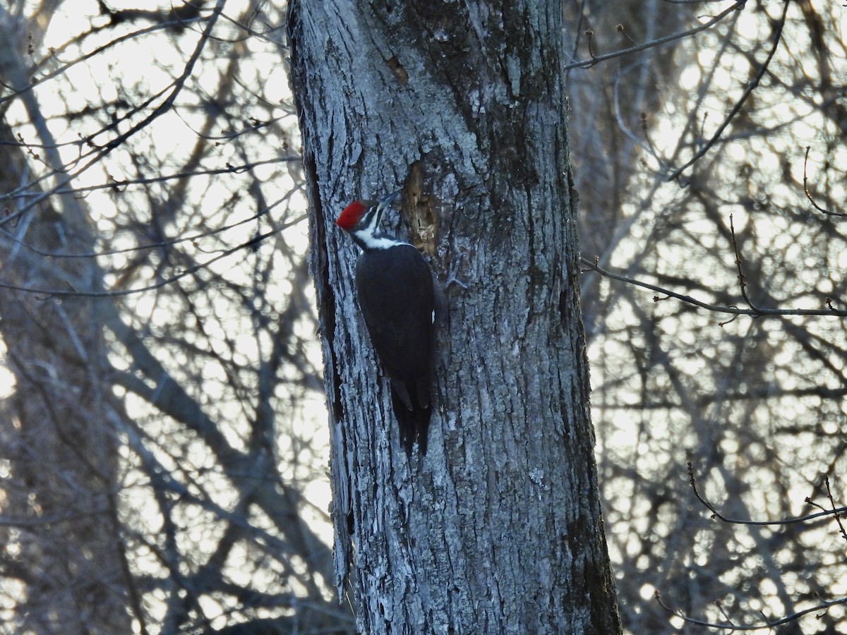 Picamaderos Norteamericano - ML647328903