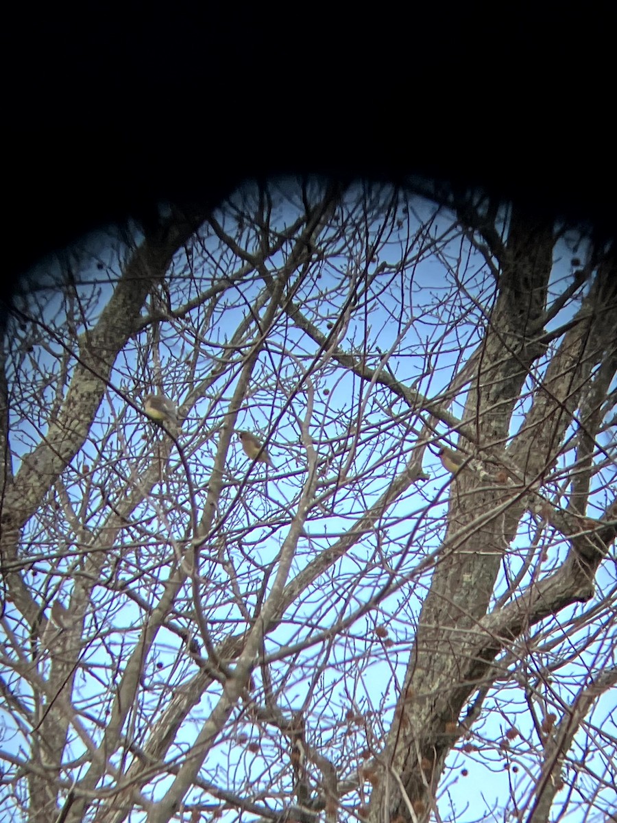 Ampelis Americano - ML647328904