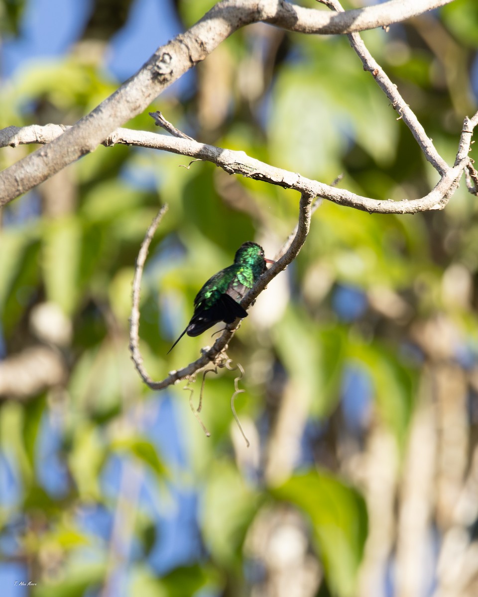 Esmeralda de Canivet - ML647328905