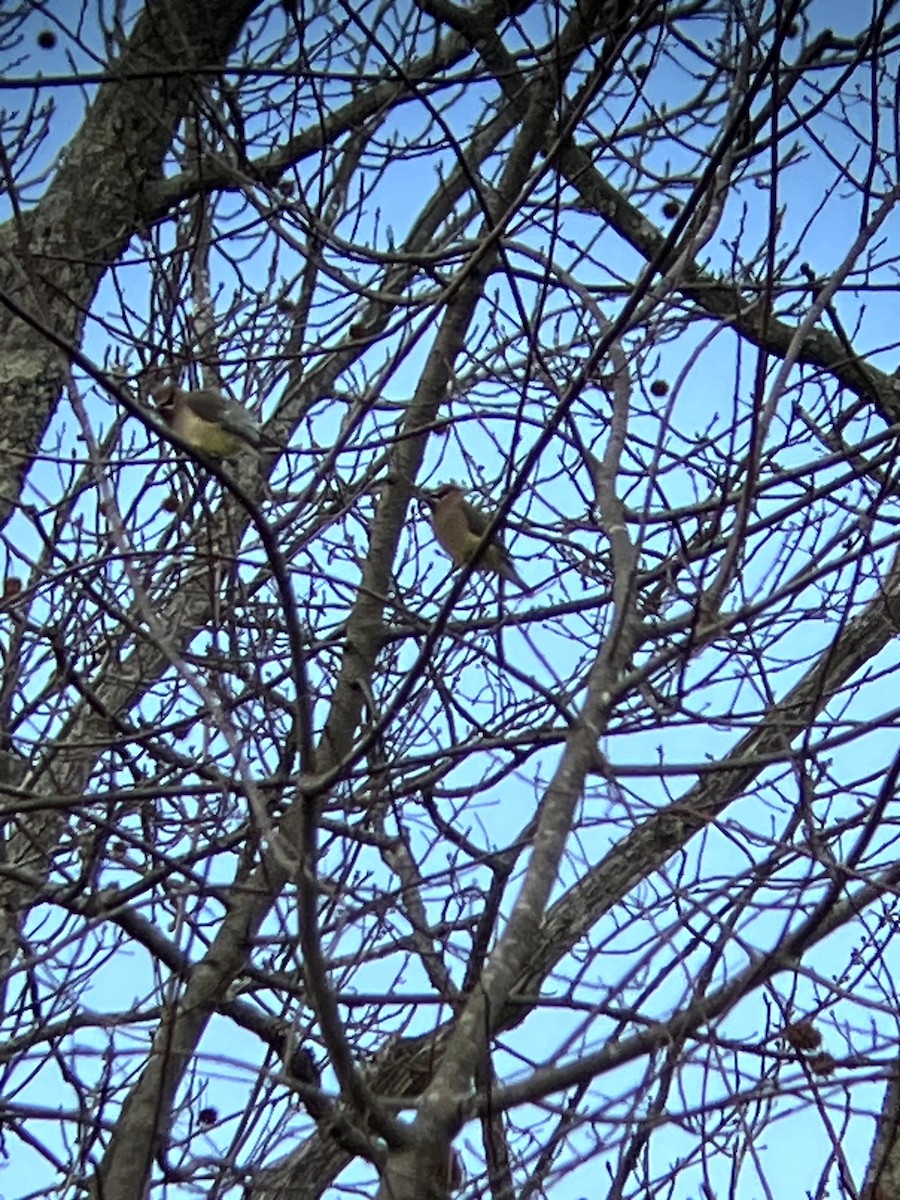 Ampelis Americano - ML647328907