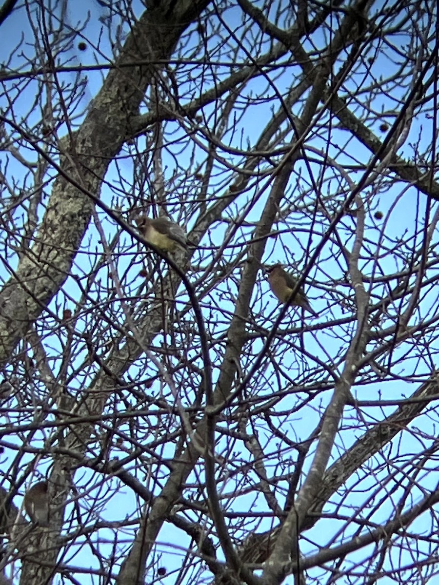 Ampelis Americano - ML647328908