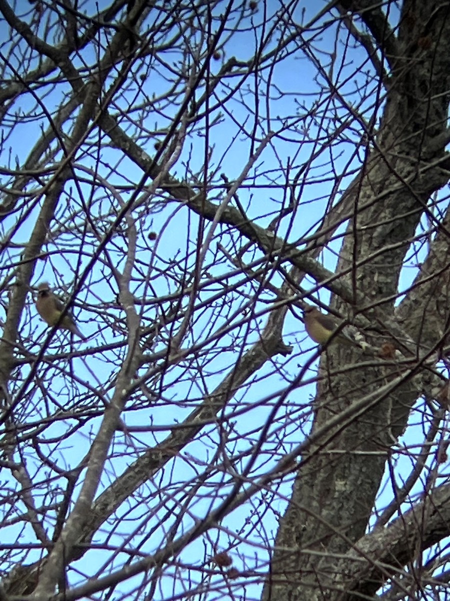 Ampelis Americano - ML647328909