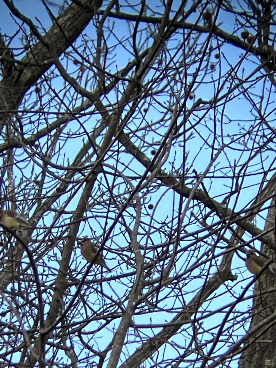 Ampelis Americano - ML647328910