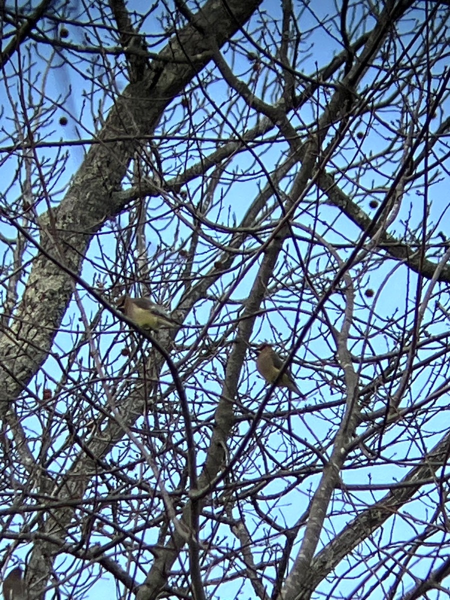 Ampelis Americano - ML647328911